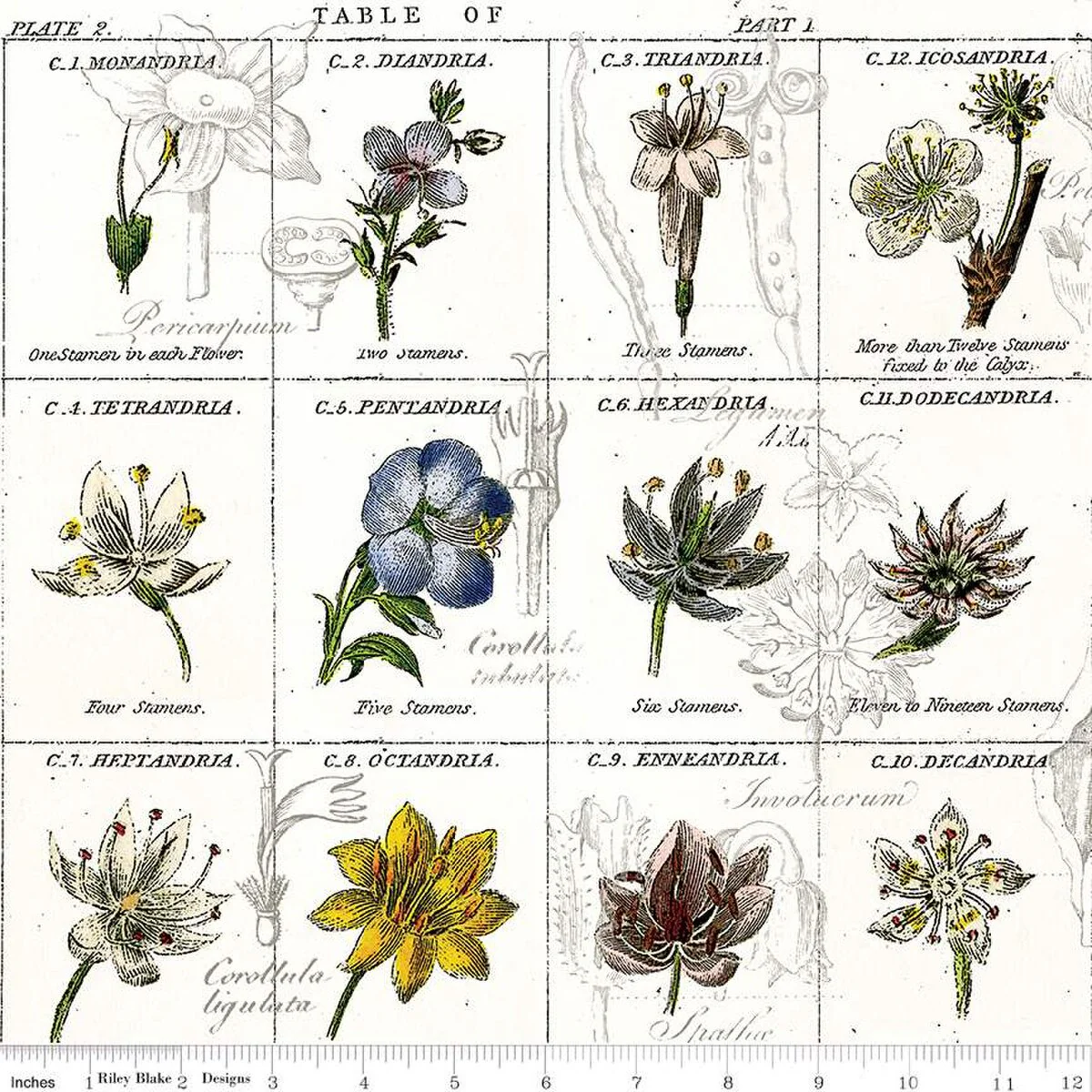 Riley Blake Sewing Seeds III C15684 White Flower Classes By The Yard